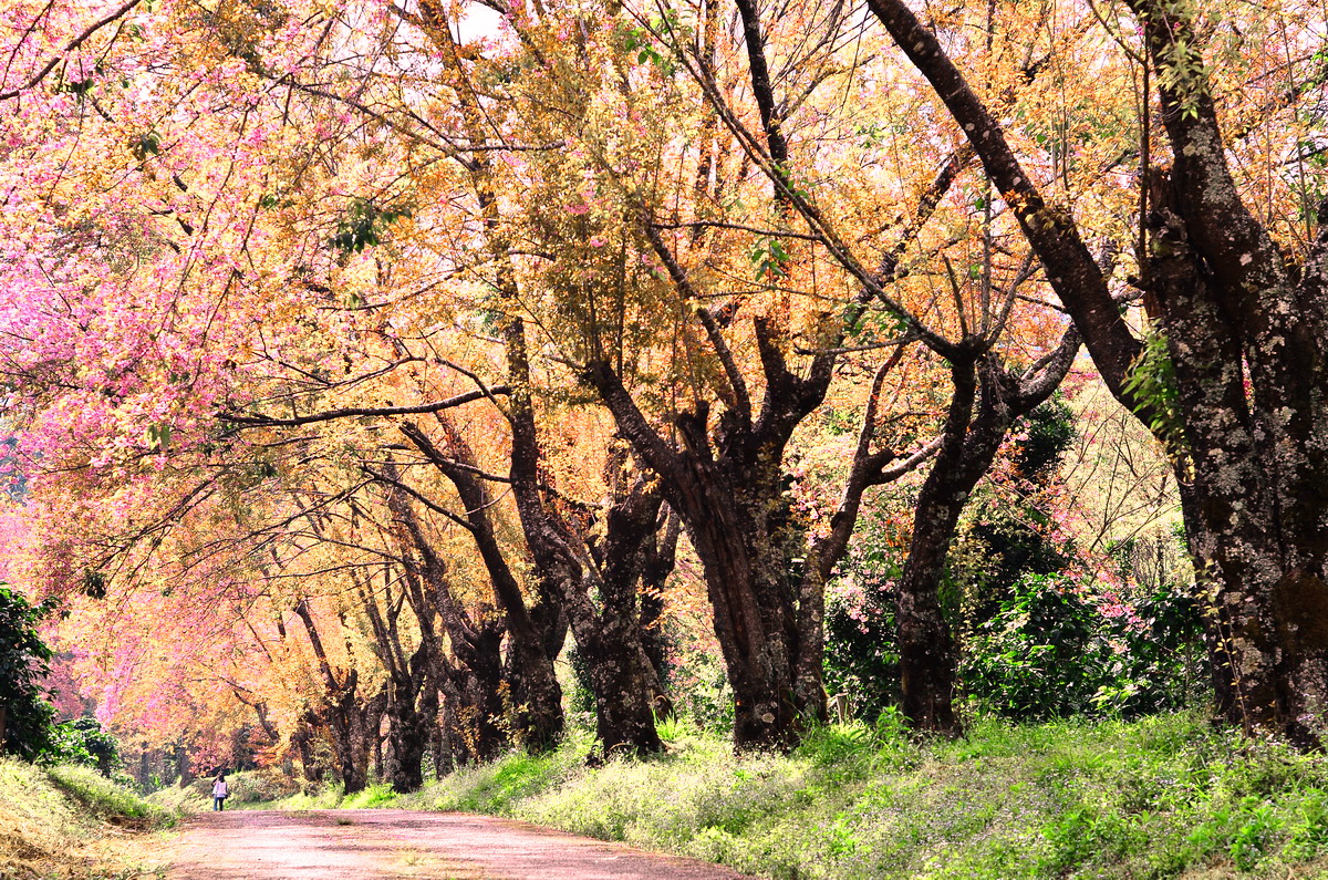 thai sakura, sakura in chiang mai, cherry blossoms, cherry blossoms in chiang mai, khun wang