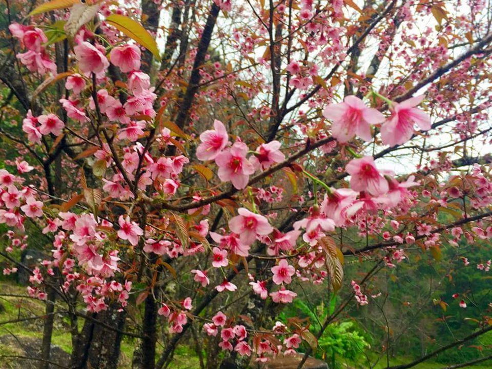 thai sakura, sakura in chiang mai, cherry blossoms, cherry blossoms in chiang mai, khun wang