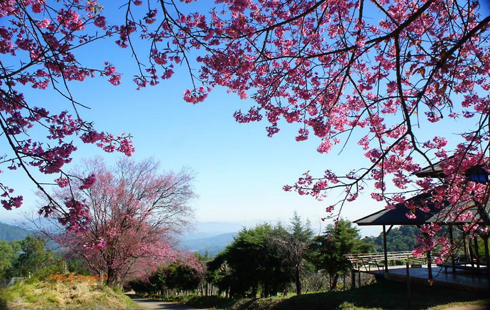 thai sakura, sakura in chiang mai, cherry blossoms, cherry blossoms in chiang mai, khun wang