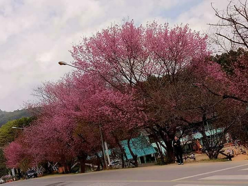 thai sakura, sakura in chiang mai, cherry blossoms, cherry blossoms in chiang mai, khun wang