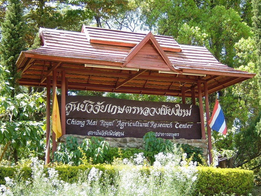 thai sakura, sakura in chiang mai, cherry blossoms, cherry blossoms in chiang mai, khun wang