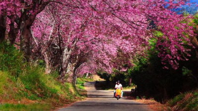 thai sakura, sakura in chiang mai, cherry blossoms, cherry blossoms in chiang mai, khun wang