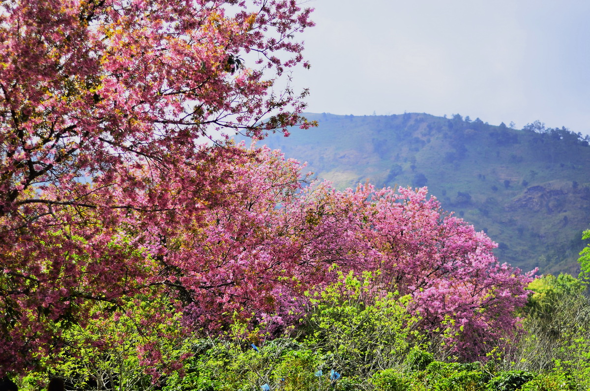 doi inthanon national park, inhanon, doi inthanon, inthanon national park