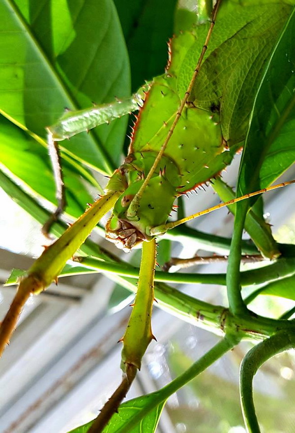 siam insect zoo, siam insect zoo chiang mai, insect zoo chiang mai, chiang mai attractions