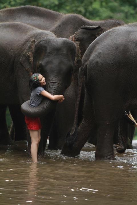 patara elephant camp, patara elephant farm, patara elephant, patara elephant chiang mai, patara elephant camp chiang mai