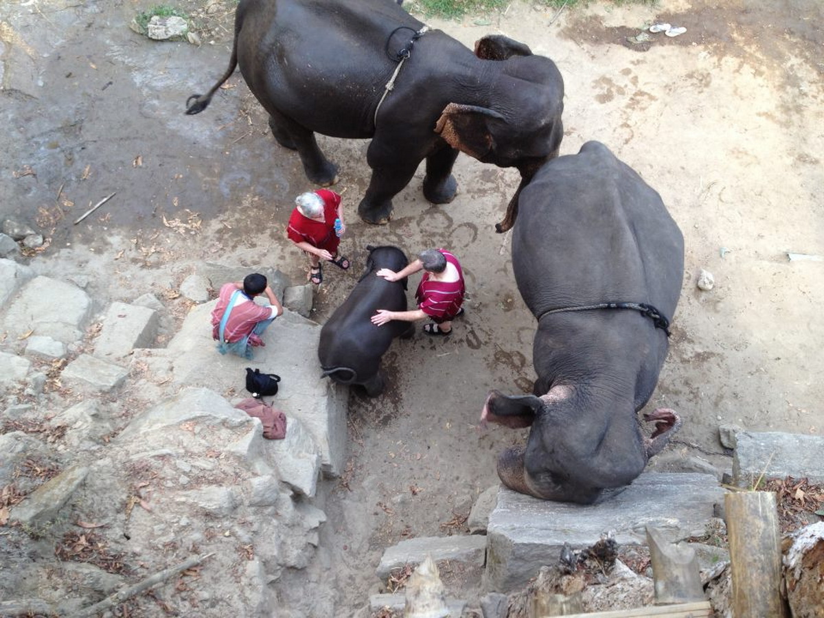 patara elephant camp, patara elephant farm, patara elephant, patara elephant chiang mai, patara elephant camp chiang mai