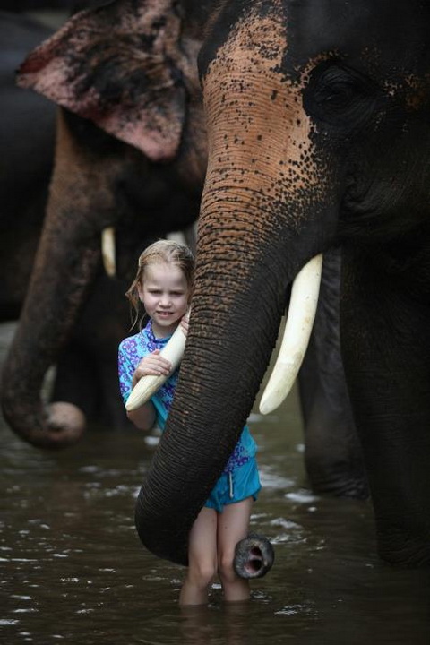 patara elephant camp, patara elephant farm, patara elephant, patara elephant chiang mai, patara elephant camp chiang mai