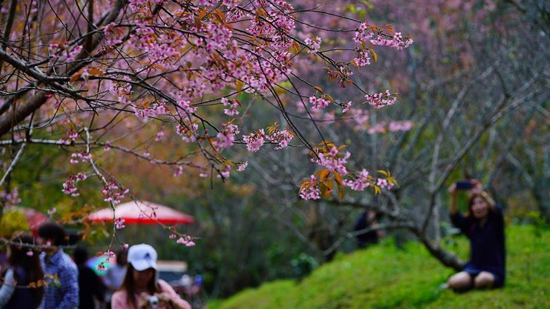 Khun Chang Kian, doi suthep-pui national park, doi suthep - pui national park