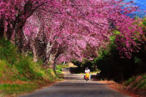 thai sakura, sakura in chiang mai, cherry blossoms, cherry blossoms in chiang mai, khun wang