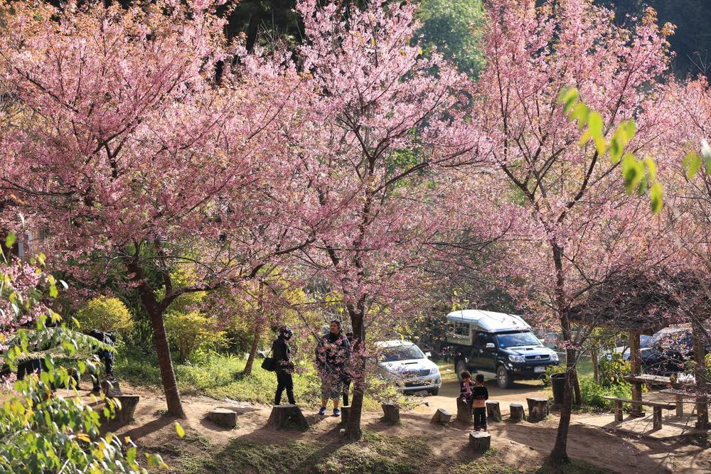 Cherry Blossom Khun Chang Khian