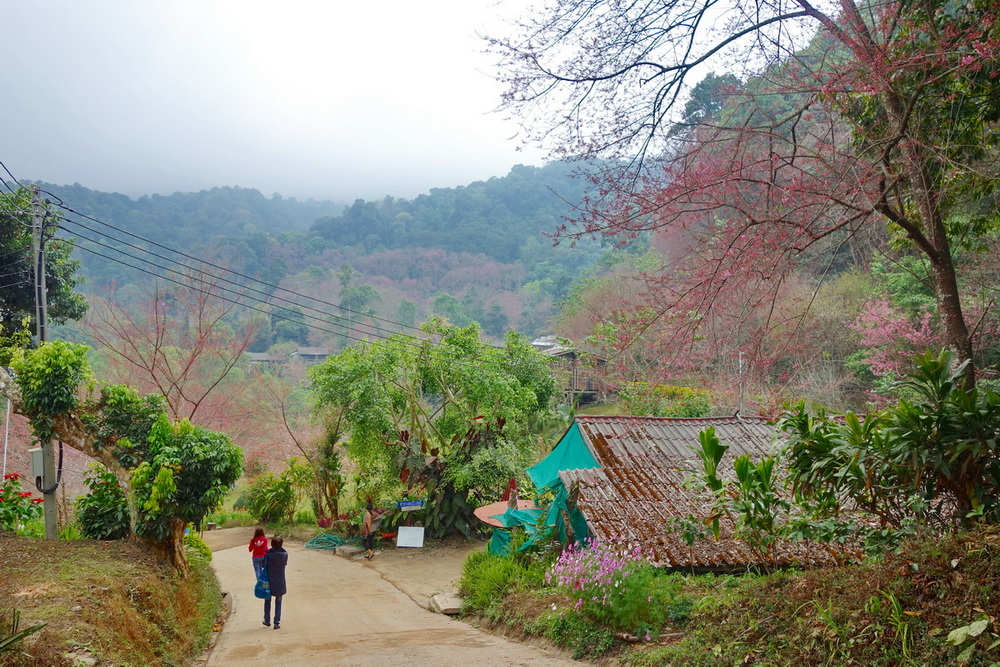 Sakura Khun Chang Khian
