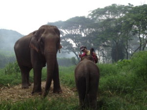 patara elephant camp, patara elephant farm, patara elephant, patara elephant chiang mai, patara elephant camp chiang mai