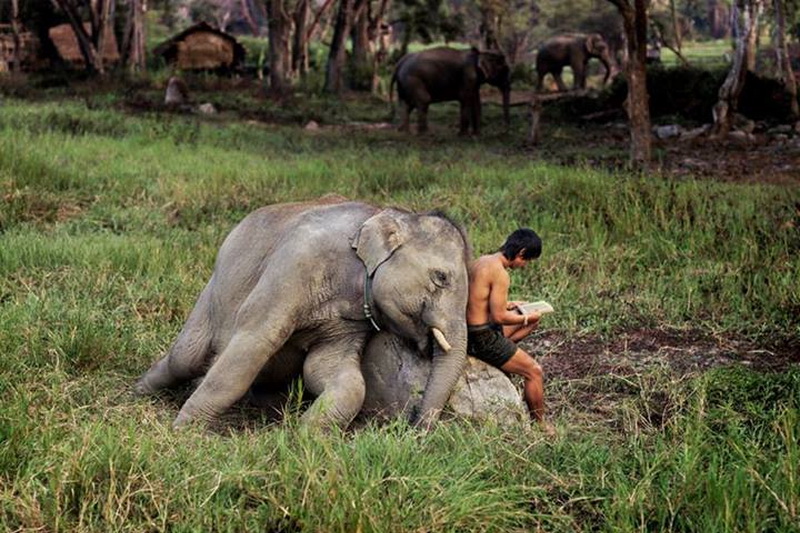 patara elephant camp, patara elephant farm, patara elephant, patara elephant chiang mai, patara elephant camp chiang mai