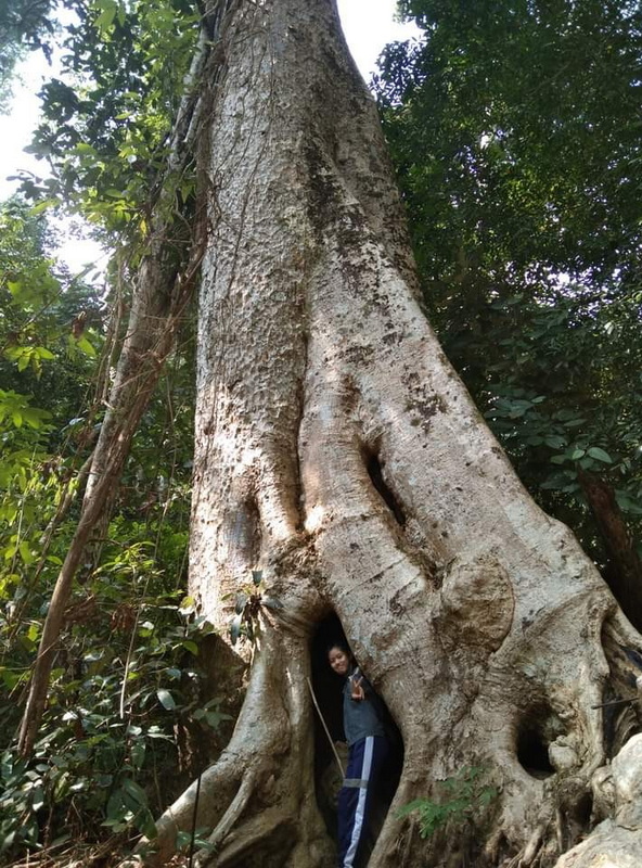 doi luang chiang dao, doi luang chiangdao, doi chiang dao, doi luang chiang dao forest park, doi chiang dao forest park, chiang dao wildlife sanctuary, doi luang chiang dao trek, doi luang chiangdao trek, doi chiang dao trek