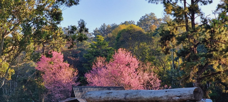 doi luang chiang dao, doi luang chiangdao, doi chiang dao, doi luang chiang dao forest park, doi chiang dao forest park, chiang dao wildlife sanctuary, doi luang chiang dao trek, doi luang chiangdao trek, doi chiang dao trek