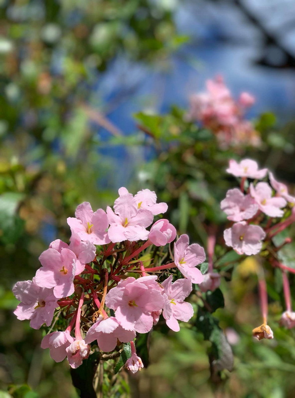 doi luang chiang dao, doi luang chiangdao, doi chiang dao, doi luang chiang dao forest park, doi chiang dao forest park, chiang dao wildlife sanctuary, doi luang chiang dao trek, doi luang chiangdao trek, doi chiang dao trek
