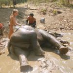 elephant care chiang mai, chiang mai elephabt tour, chiang mai elephant activities