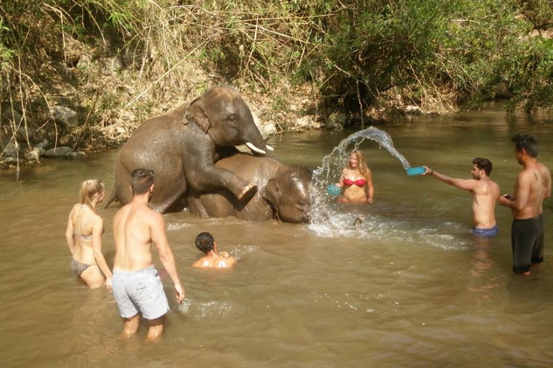 elephant care chiang mai, chiang mai elephabt tour, chiang mai elephant activities