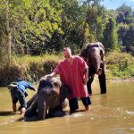 private tour elephant care, private tour elephant volunteer