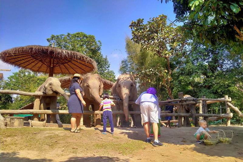 private tour elephant care