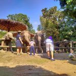private tour elephant care, private tour elephant volunteer