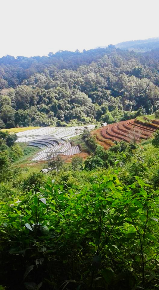 pha dok siew nature trail, pha dok siew, trekking baan mae klang luang, baan mae klang luang, trekking pha dok siew, hiking pha dok siew