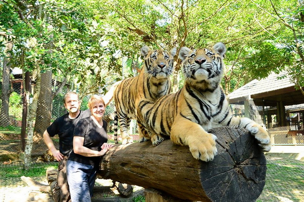 tiger kingdom, tiger kingdom chiang mai