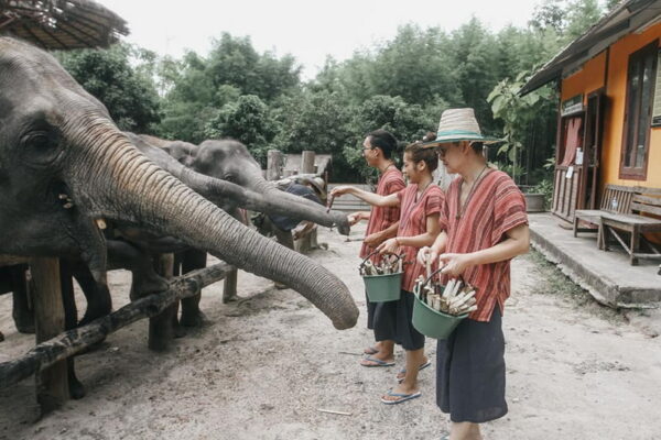 Mae Rim Elephant Home: An Elephant Adventure Awaits!