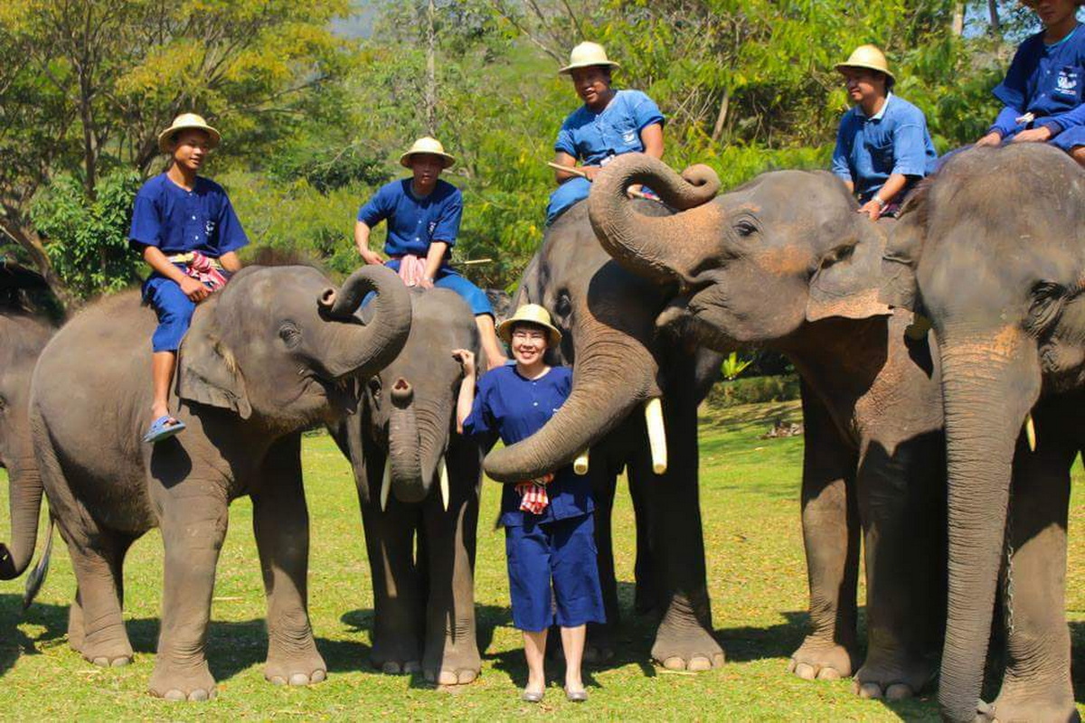 the chang chiang mai, the chang elephant camp, the chang chiang mai elephant camp, the chang elephant camp chiang mai, maesa elephant camp, maesa elephant chiang mai