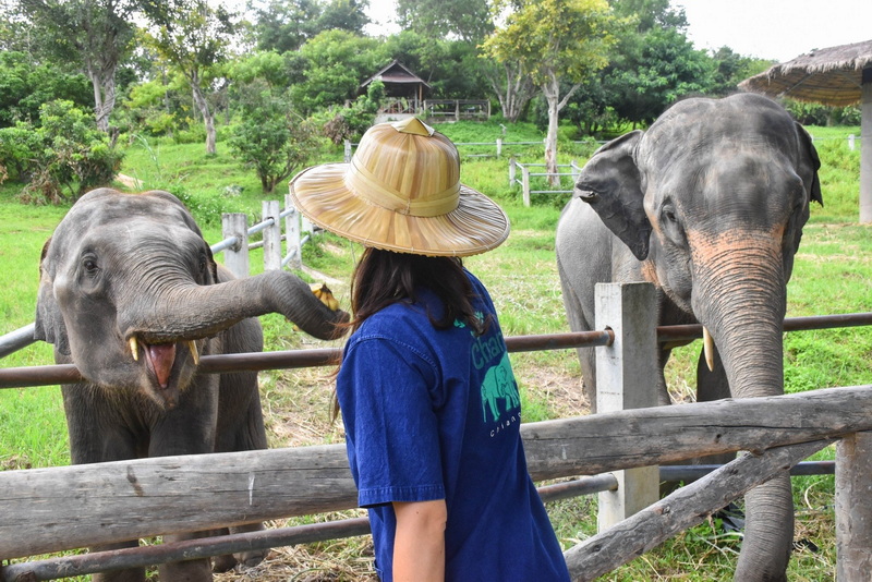 the chang chiang mai, the chang elephant camp, the chang chiang mai elephant camp, the chang elephant camp chiang mai, maesa elephant camp, maesa elephant chiang mai