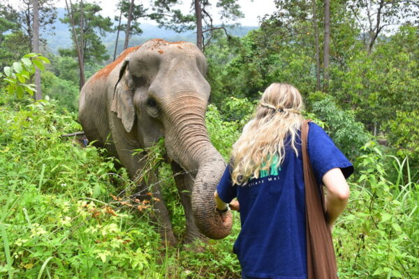 the chang chiang mai, the chang elephant camp, the chang chiang mai elephant camp, the chang elephant camp chiang mai, maesa elephant camp, maesa elephant chiang mai