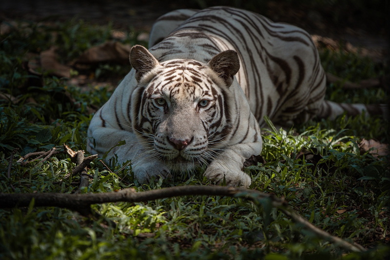 tiger kingdom, chiang mai tiger kingdom, chiangmai tiger kingdom, tiger kingdom chiang mai, tiger kingdom chiangmai