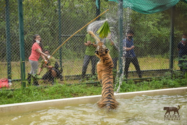 tiger kingdom, chiang mai tiger kingdom, chiangmai tiger kingdom, tiger kingdom chiang mai, tiger kingdom chiangmai