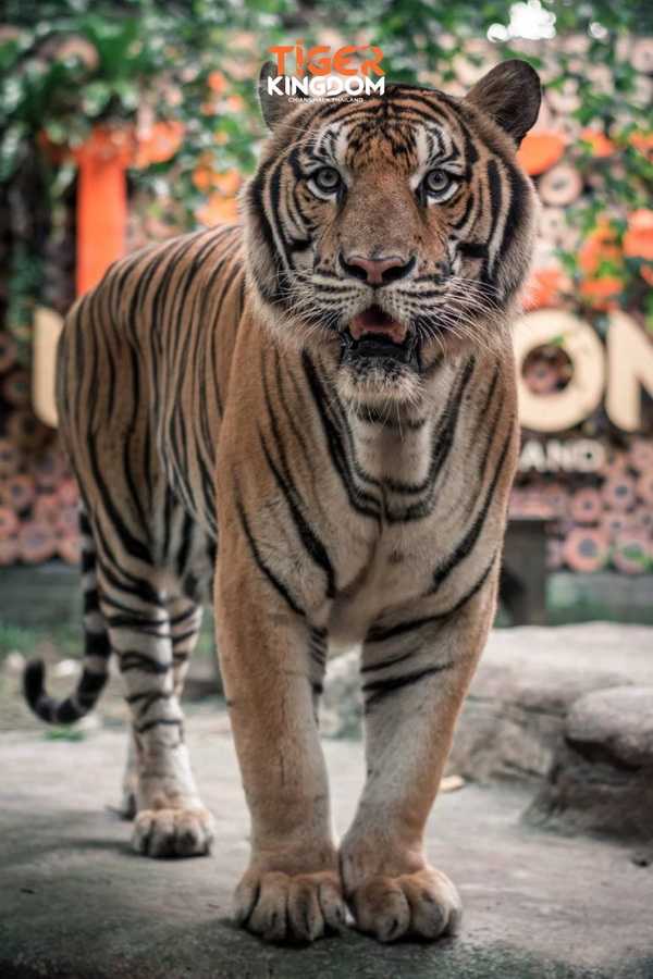 tiger kingdom, chiang mai tiger kingdom, chiangmai tiger kingdom, tiger kingdom chiang mai, tiger kingdom chiangmai