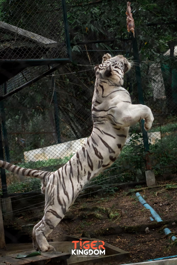 tiger kingdom, chiang mai tiger kingdom, chiangmai tiger kingdom, tiger kingdom chiang mai, tiger kingdom chiangmai