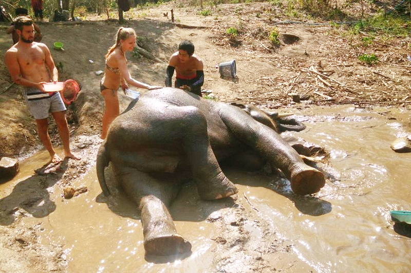 one day trek mae wang, day trek mae wang, one day terk maewang and elephant care, one day terk mae wang and elephant care, trek mae wang, trekking in mae wang