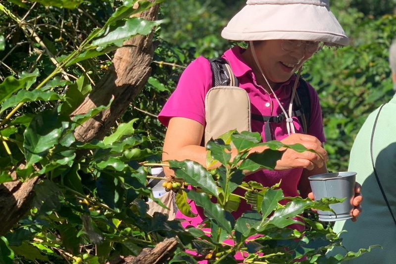 chiang mai coffee farm tour, coffee farm tour in chiang mai, chiangmai coffee farm tour, tour coffee farm chiang mai