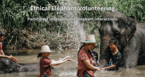 chiang mai guideline, chiang mai tours operator, chiang mai tour agency