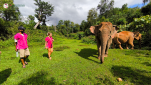 joy elephant sanctuary, joy elephant sanctuary chiang mai