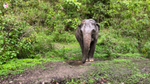 joy elephant sanctuary, joy elephant sanctuary chiang mai