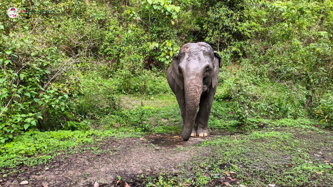 joy elephant sanctuary, joy elephant sanctuary chiang mai