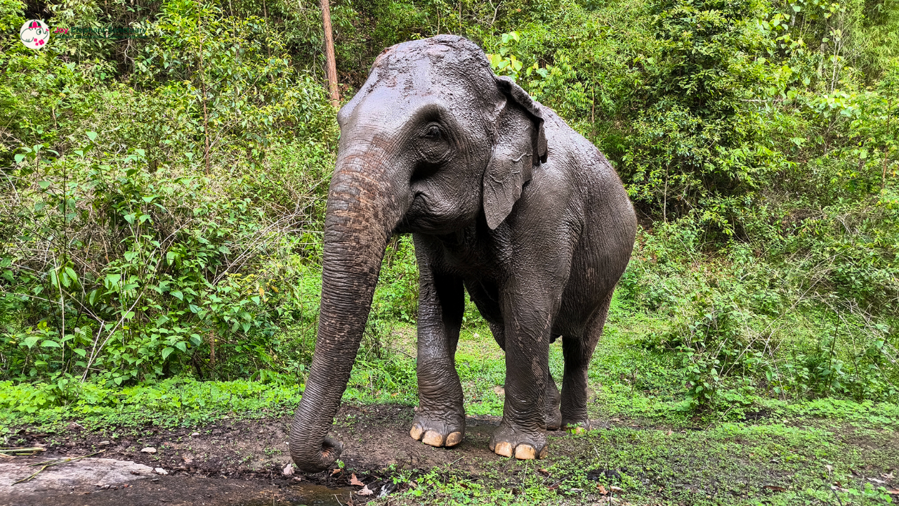 joy elephant sanctuary, joy elephant sanctuary chiang mai