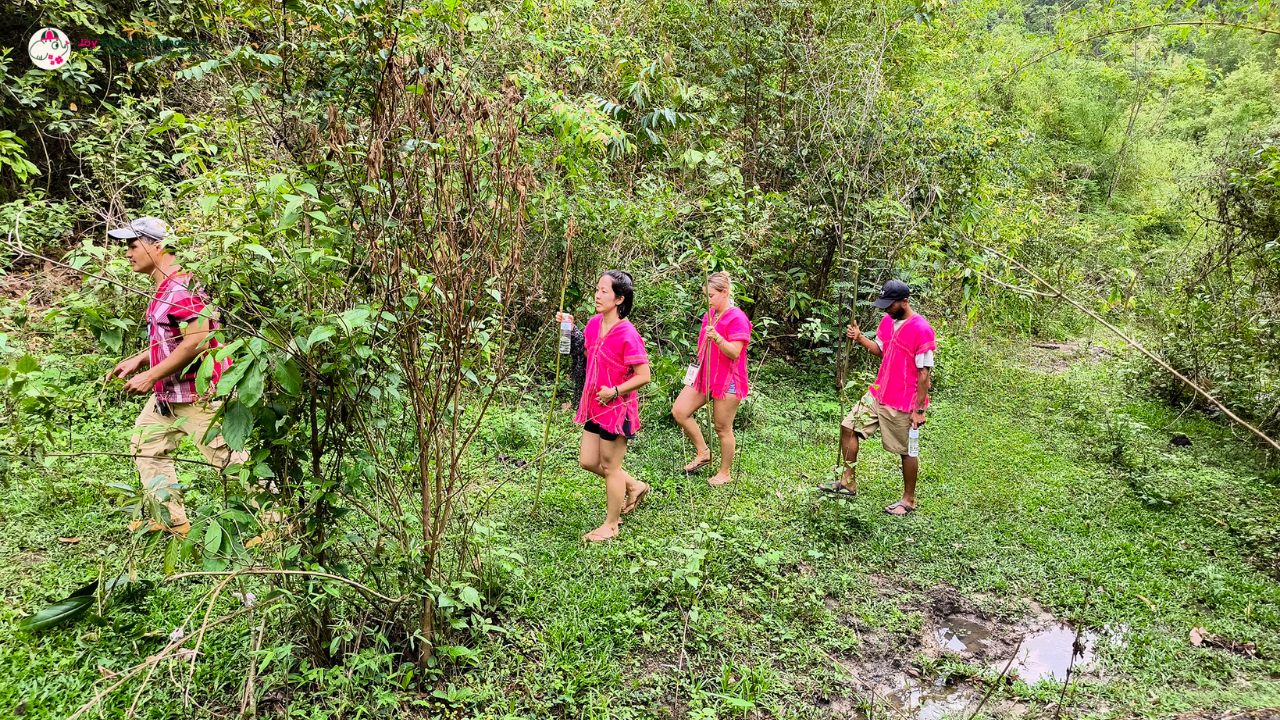 joy elephant sanctuary, joy elephant sanctuary chiang mai