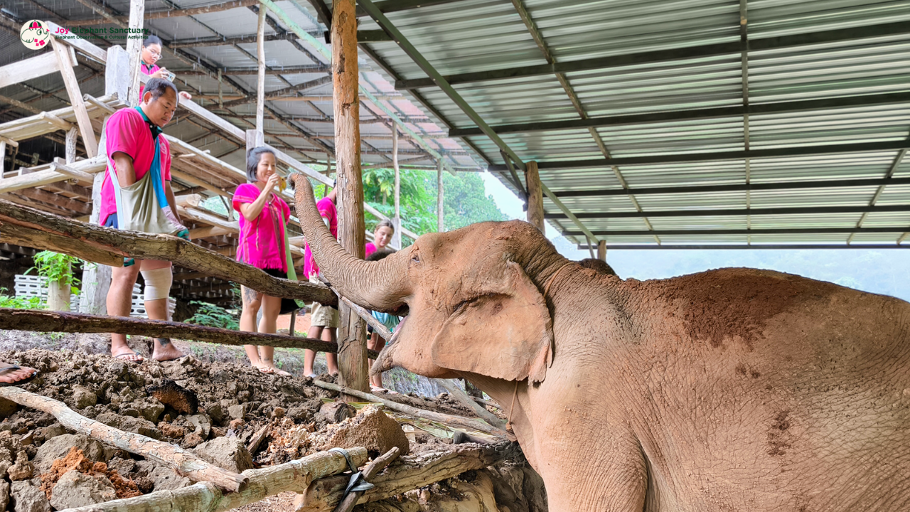 joy elephant sanctuary, joy elephant sanctuary chiang mai