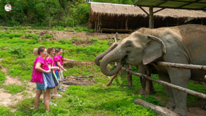 joy elephant sanctuary, joy elephant sanctuary chiang mai