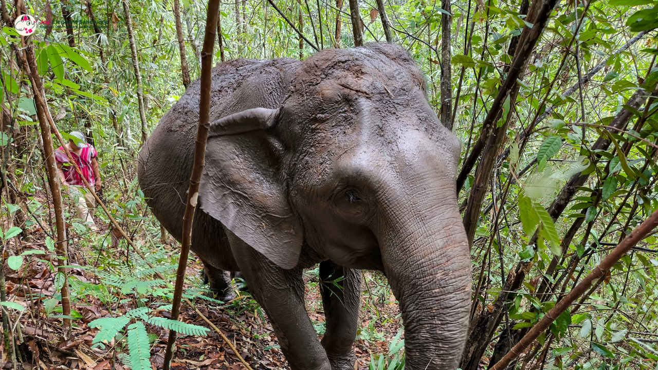 elephant observation and hiking doi inthanon, elephant observation and trekking doi inthanon, elephant observation and doi inthanon hike, elephant observation and doi inthanon trek, elephant surveying and doi inthanon hiking, doi inthanon hiking, doi inthanon trekking