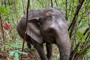 joy elephant sanctuary, joy elephant sanctuary chiang mai