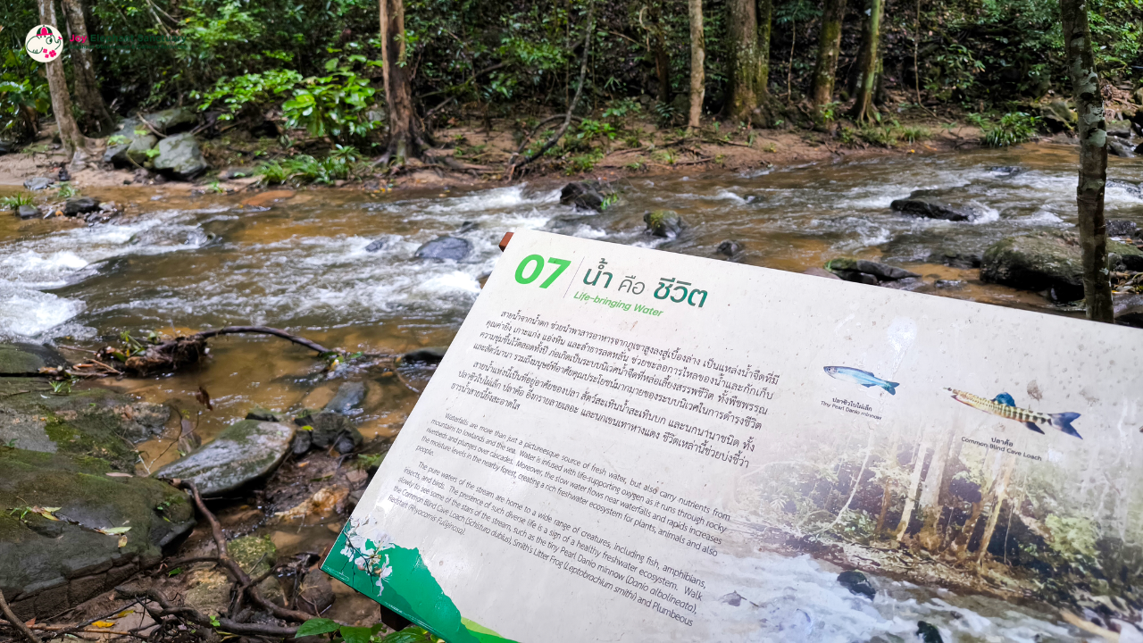 elephant observation and hiking doi inthanon, elephant observation and trekking doi inthanon, elephant observation and doi inthanon hike, elephant observation and doi inthanon trek, elephant surveying and doi inthanon hiking, doi inthanon hiking, doi inthanon trekking