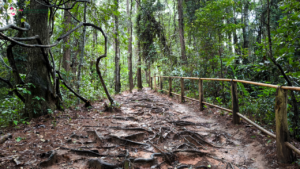 elephant observation and hiking doi inthanon, elephant observation and trekking doi inthanon, elephant observation and doi inthanon hike, elephant observation and doi inthanon trek, elephant surveying and doi inthanon hiking, doi inthanon hiking, doi inthanon trekking