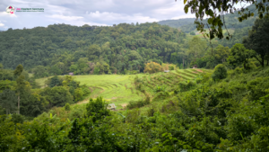 elephant observation and hiking doi inthanon, elephant observation and trekking doi inthanon, elephant observation and doi inthanon hike, elephant observation and doi inthanon trek, elephant surveying and doi inthanon hiking, doi inthanon hiking, doi inthanon trekking